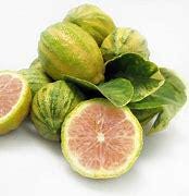Variegated Pink Lemon Tree- Chanh Cam Thach Hong