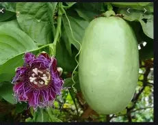 Granadilla Vine- dua gan