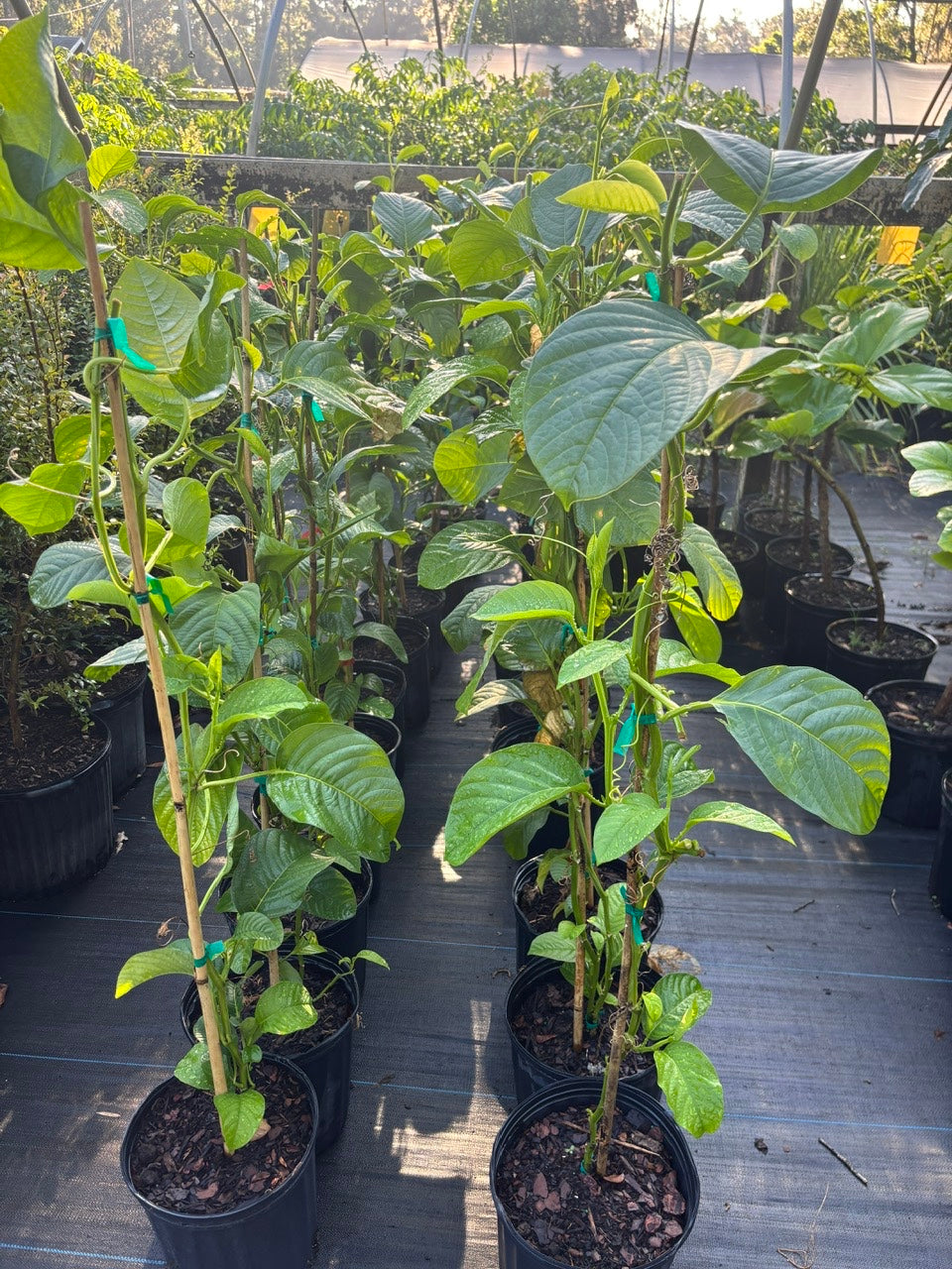 Granadilla Vine- dua gan