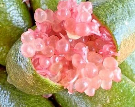 Pink Finger Lime Tree- Chanh Mong Tay Hong