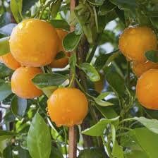 Hamlin Orange Tree- GRAFTED- (2-3 Feet) High Yield, Sweet Citrus