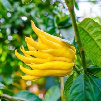 Budda Hand Tree -GRAFTED- 2-3 ft Tall  Live Plant