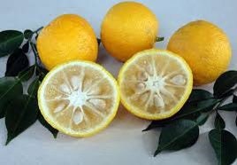 Yuzu Mandarin Citrus Tree - grafted- 2-3 Feet Tall- ready for your garden