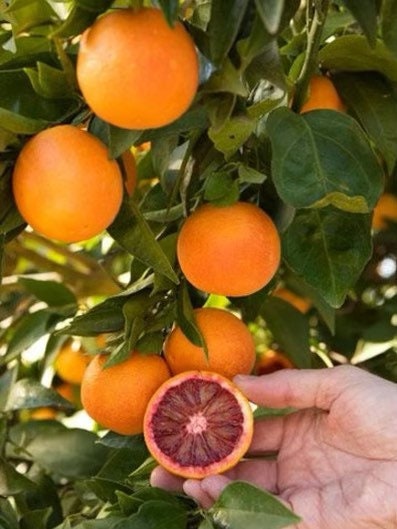Blood Orange Tree - Grafted Citrus, 2-3 ft tall - Exotic Citrus Variety