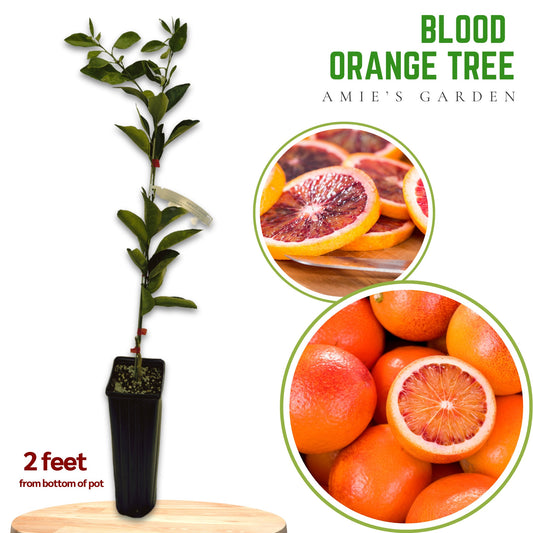 Blood Orange Tree - Grafted Citrus, 2-3 ft tall - Exotic Citrus Variety