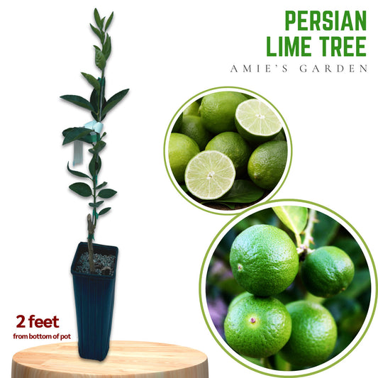 Persian Lime Tree -GRAFTED-  2-3 Feet Tall - Grafted Live Citrus- Ideal for Home Gardens