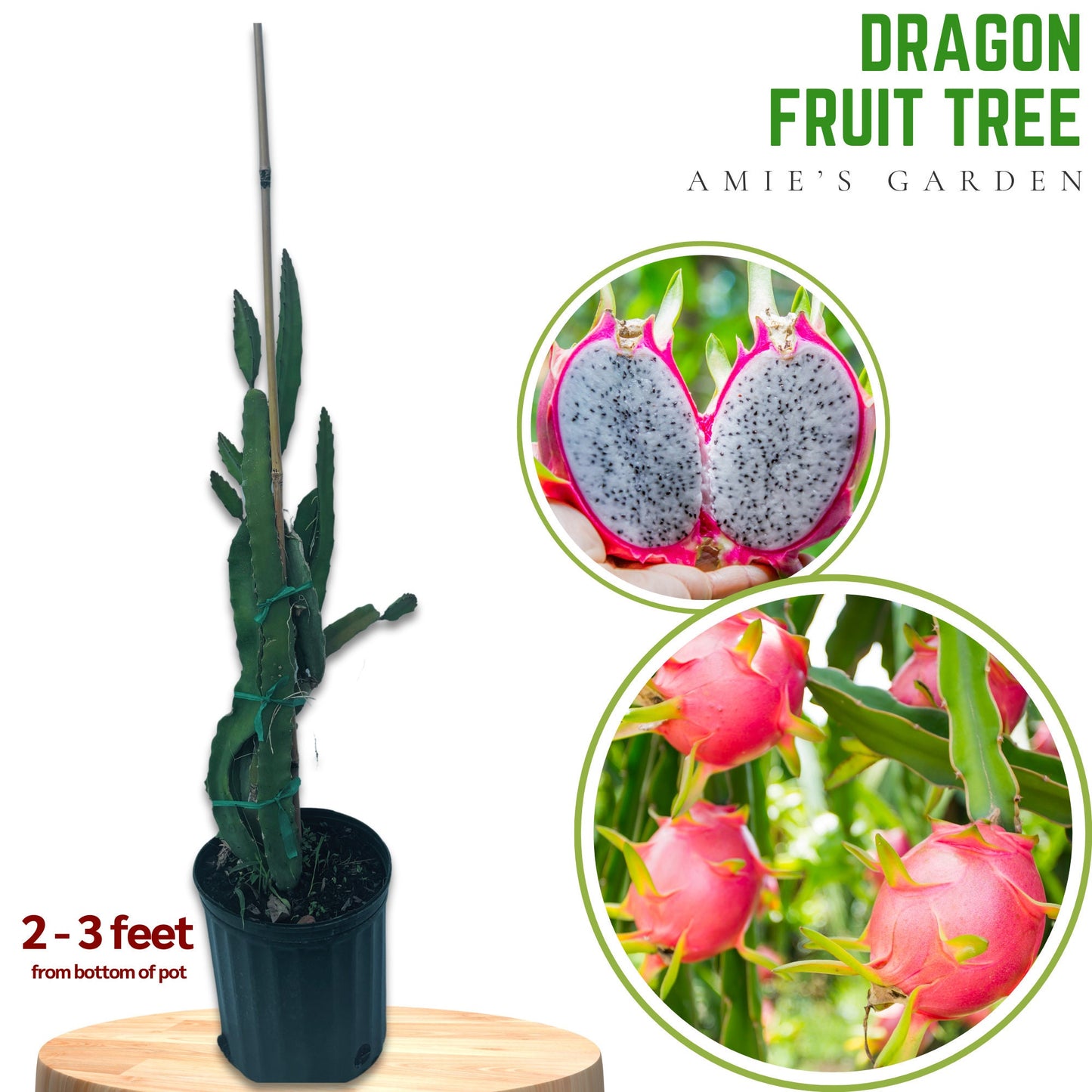 White Dragon Fruit Tree - 3 Gal, 2-3 Feet - Exotic Garden Addition
