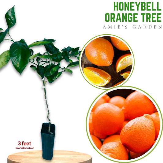 Honeybelle Orange Tree - 2-3 ft Grafted Citrus Tree