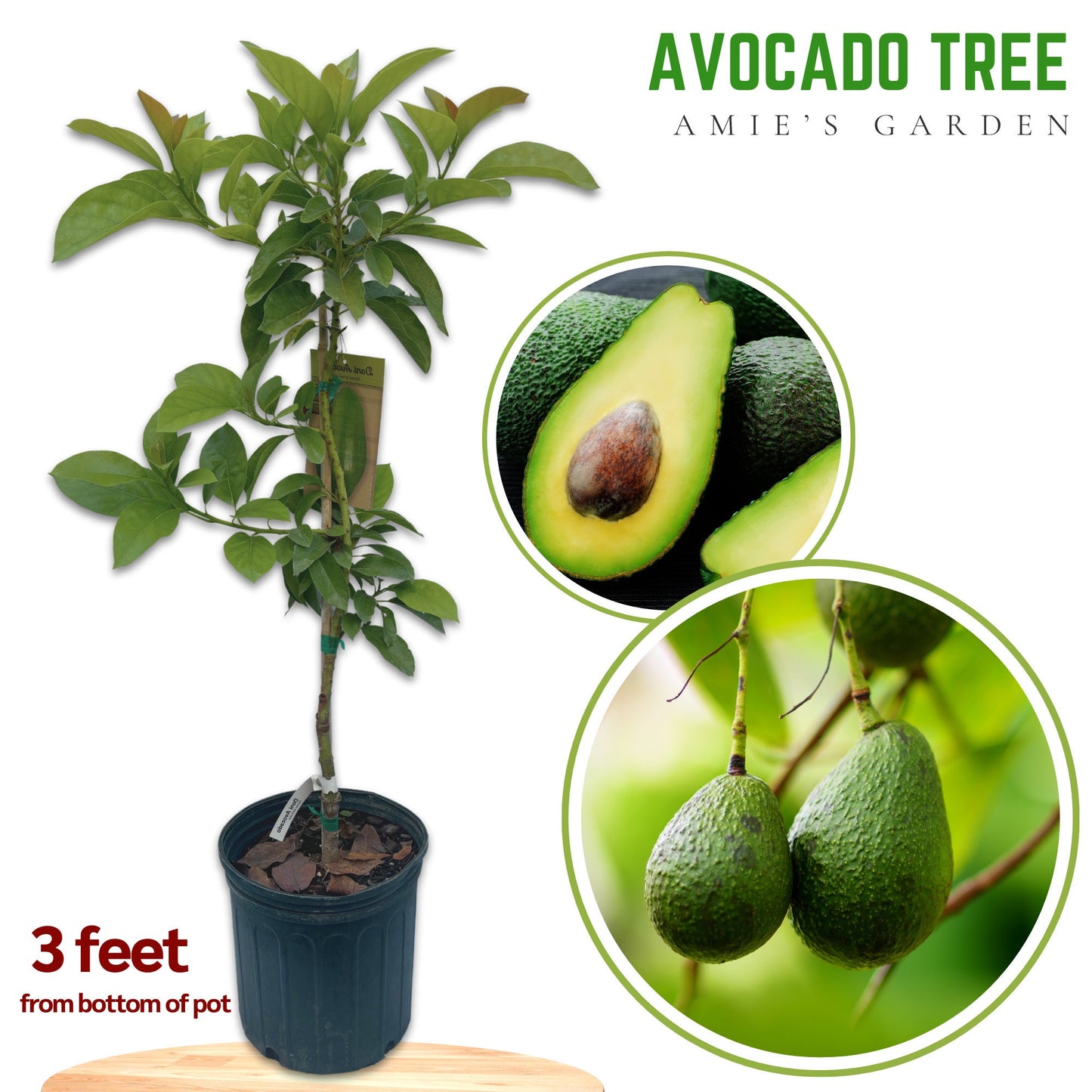 Avocado Tree - 2ft Tall, 3gal Pot - Soil Included - Free Shipping- ready for your garden