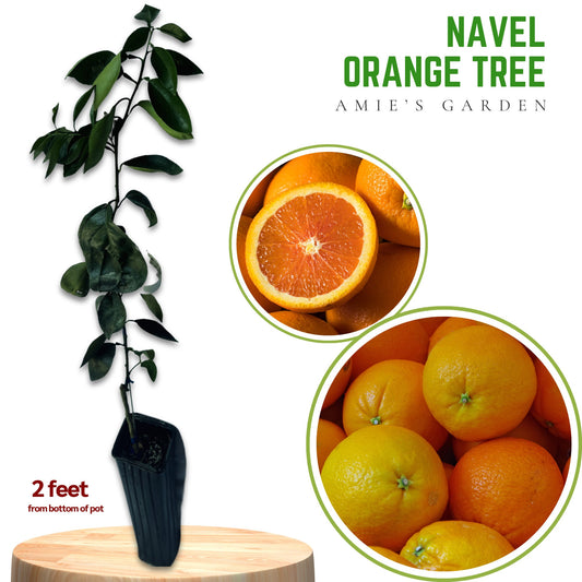 Grafted Navel Orange Tree - 2-3 ft Live Citrus Plant