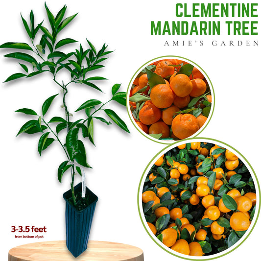 Grafted Clementine Mandarin Tree - 2-3 feet -Sweet Citrus, Indoor/Outdoor