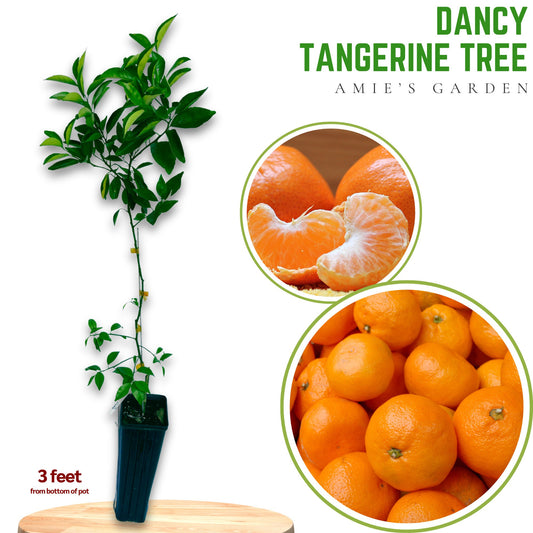 Grafted Dancy Tangerine Tree - 2-3 Feet- live citrus