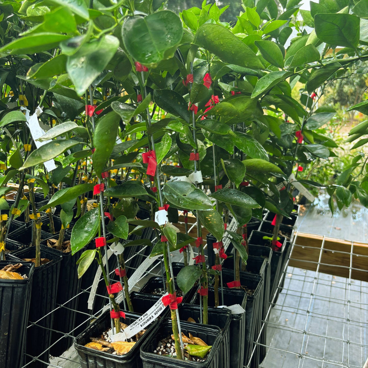 Red Rhode Valencia Orange Tree - 2-3 ft Grafted Citrus Plant