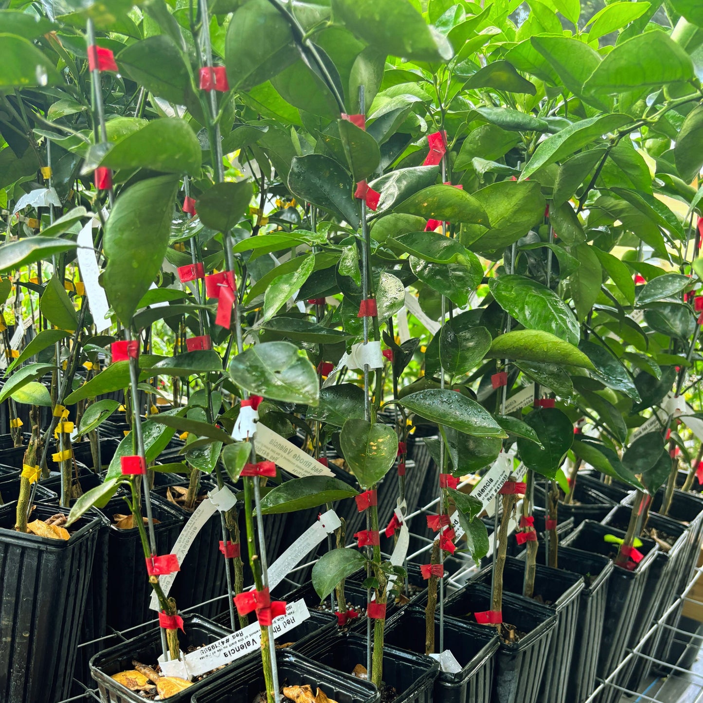 Red Rhode Valencia Orange Tree - 2-3 ft Grafted Citrus Plant