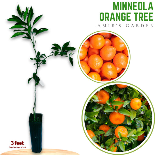 Minneola Orange Tree - 2-3 Feet Tall-Grafted-Fresh Citrus Tree for Your Garden