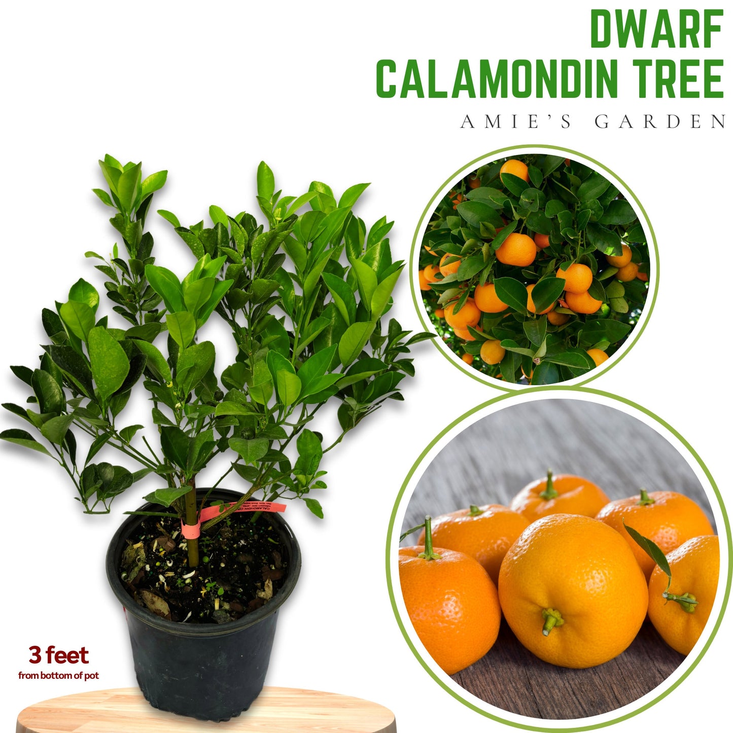 Calamondin Bush- 1-2Feet - citrus -Tac chua