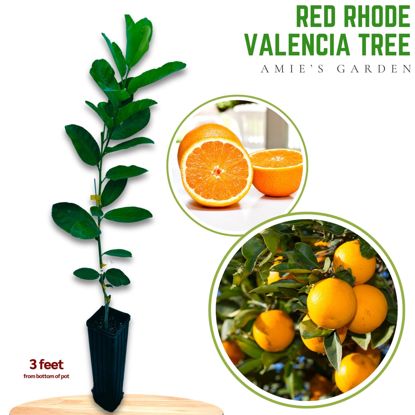 Red Rhode Valencia Orange Tree - 2-3 ft Grafted Citrus Plant
