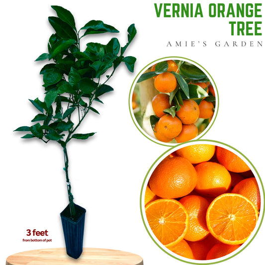 Vernia Orange Tree - grafted-2-3 Feet Tall-Fresh and Ready for Your Garden!