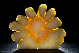 Budda Hand Tree -GRAFTED- 2-3 ft Tall  Live Plant