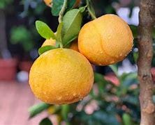 Red Grapefruit Tree - GRAFTED- - 2-3 Ft Tall