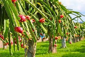 White Dragon Fruit Tree - 3 Gal, 2-3 Feet - Exotic Garden Addition