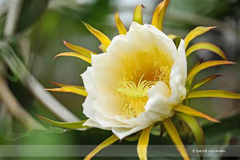 White Dragon Fruit Tree - 3 Gal, 2-3 Feet - Exotic Garden Addition