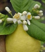 Ponderosa Lemon Tree- grafted- Fresh Citrus, Easy Care - 2-3 ft