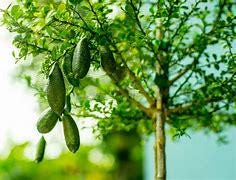 Green Finger Lime Tree- GRAFTED - 2 Feet Tall - Ready to Grow