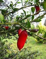 Red Finger Lime Tree – Grafted - 2-3 feet- Exotic Citrus Plant