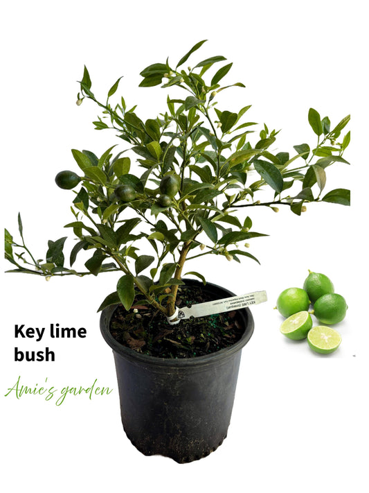 Key Lime Bush Tree - 2 Feet Tall -FLOWERING- Fresh and Ready for Your Garden