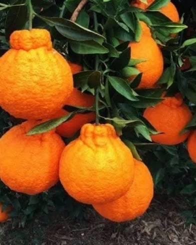 Shiranui Mandarin Tree- grafted- 2-3 ft-Easy-Care Citrus