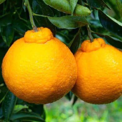 Shiranui Mandarin Tree- grafted- 2-3 ft-Easy-Care Citrus