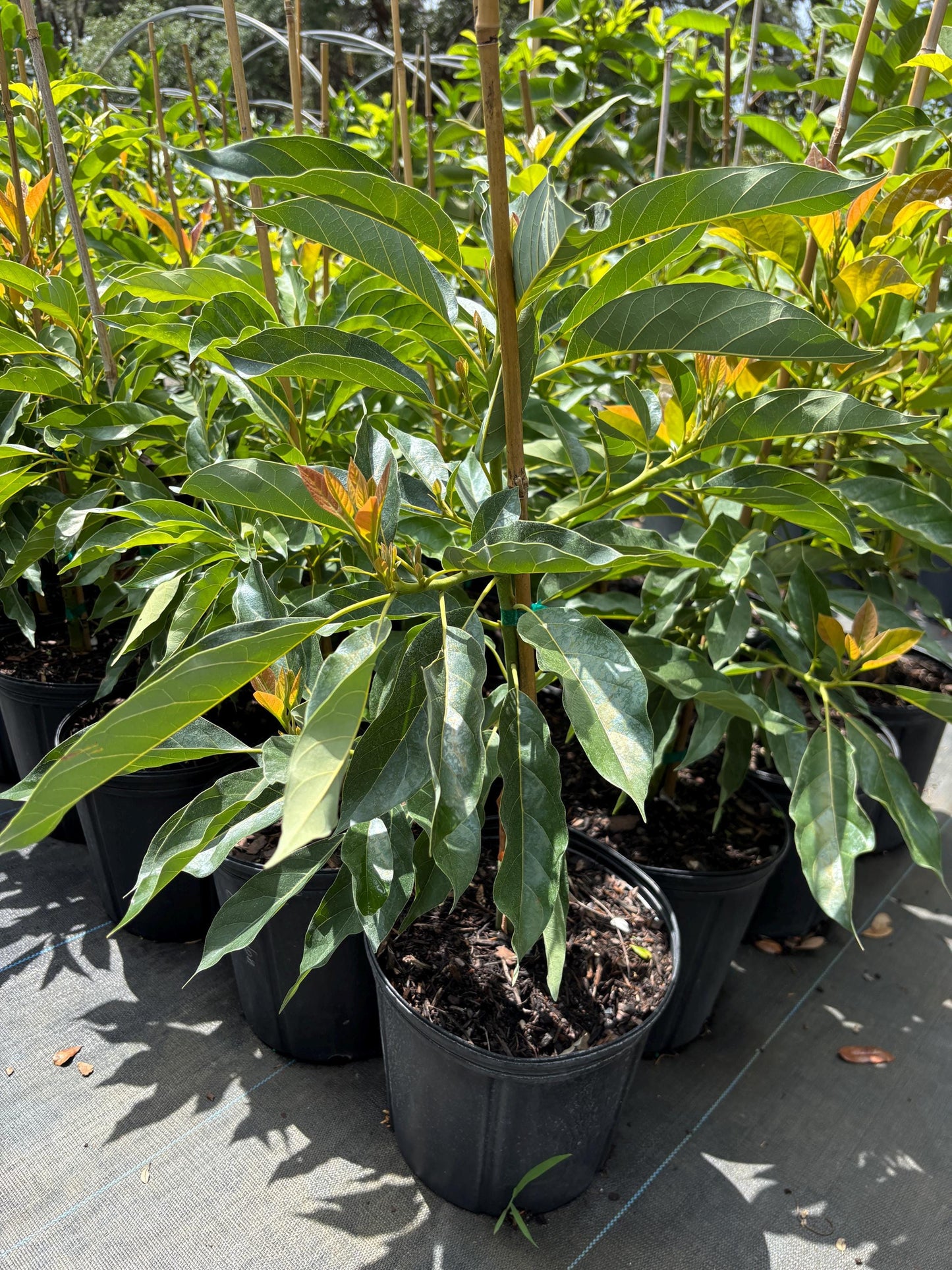 Avocado Tree - 2ft Tall, 3gal Pot - Soil Included - Free Shipping- ready for your garden