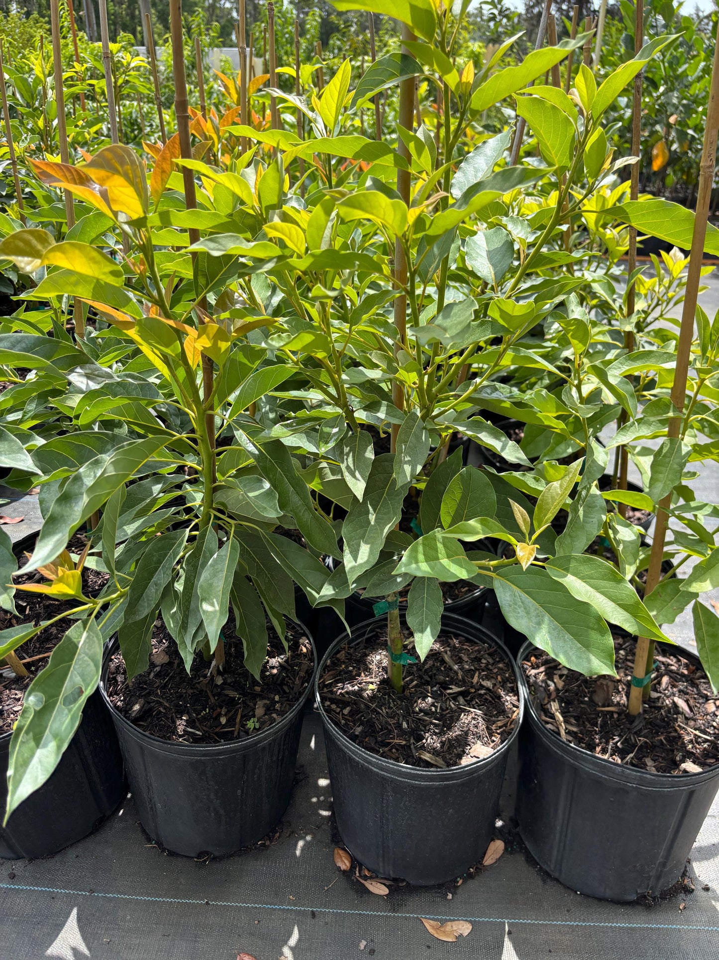 Avocado Tree - 2ft Tall, 3gal Pot - Soil Included - Free Shipping- ready for your garden