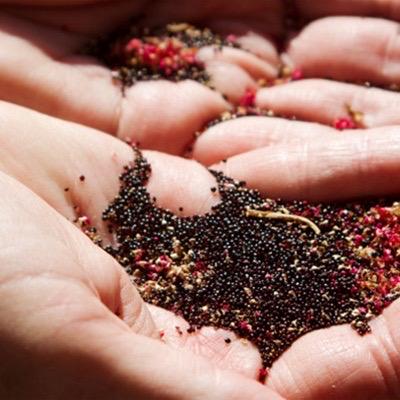 hạt giống rau dền - 20g-vietnamese spinach seeds/ amaranth/callaloo seeds