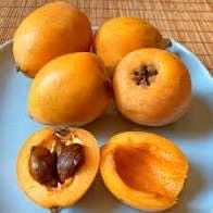 Loquat tree- 3gallon- 1-2 feet tall- live plant