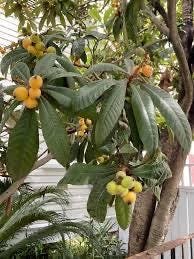 Loquat tree- 3gallon- 1-2 feet tall- live plant