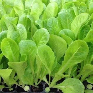 hạt giống xà lách baby an non- Green Baby Leaf Lettuce Seeds - Vietnamese Variety (10g)