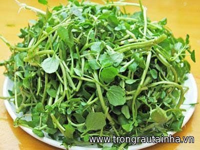 hạt giống xà lách xoong-Watercress seeds- 1g