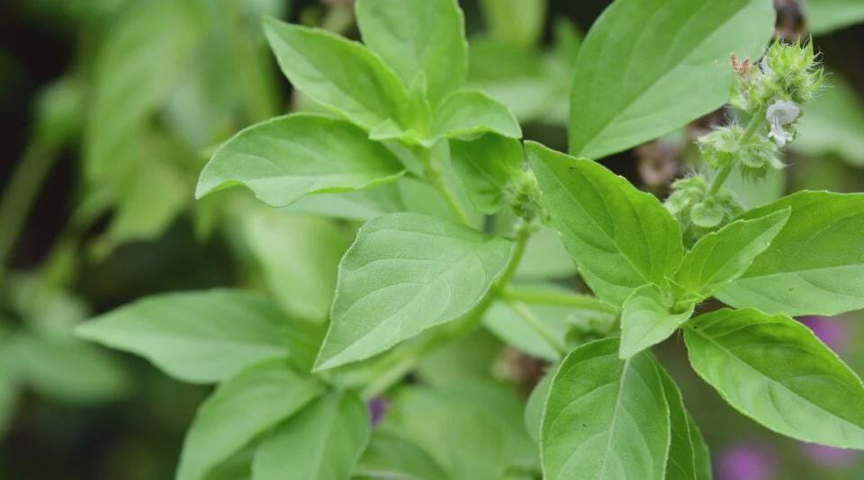 hạt giống rau thơm é trắng- Basil Seeds- 5g- -white basil-herbs seeds