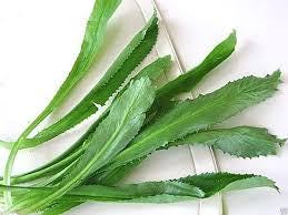 hạt giống ngò gai-Culantro Seeds-5g seeds only- Mexican Coriander Seeds- garden herbs