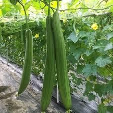 Hạt giống Mướp Hương Xanh- Gourd seeds-1g- seeds only