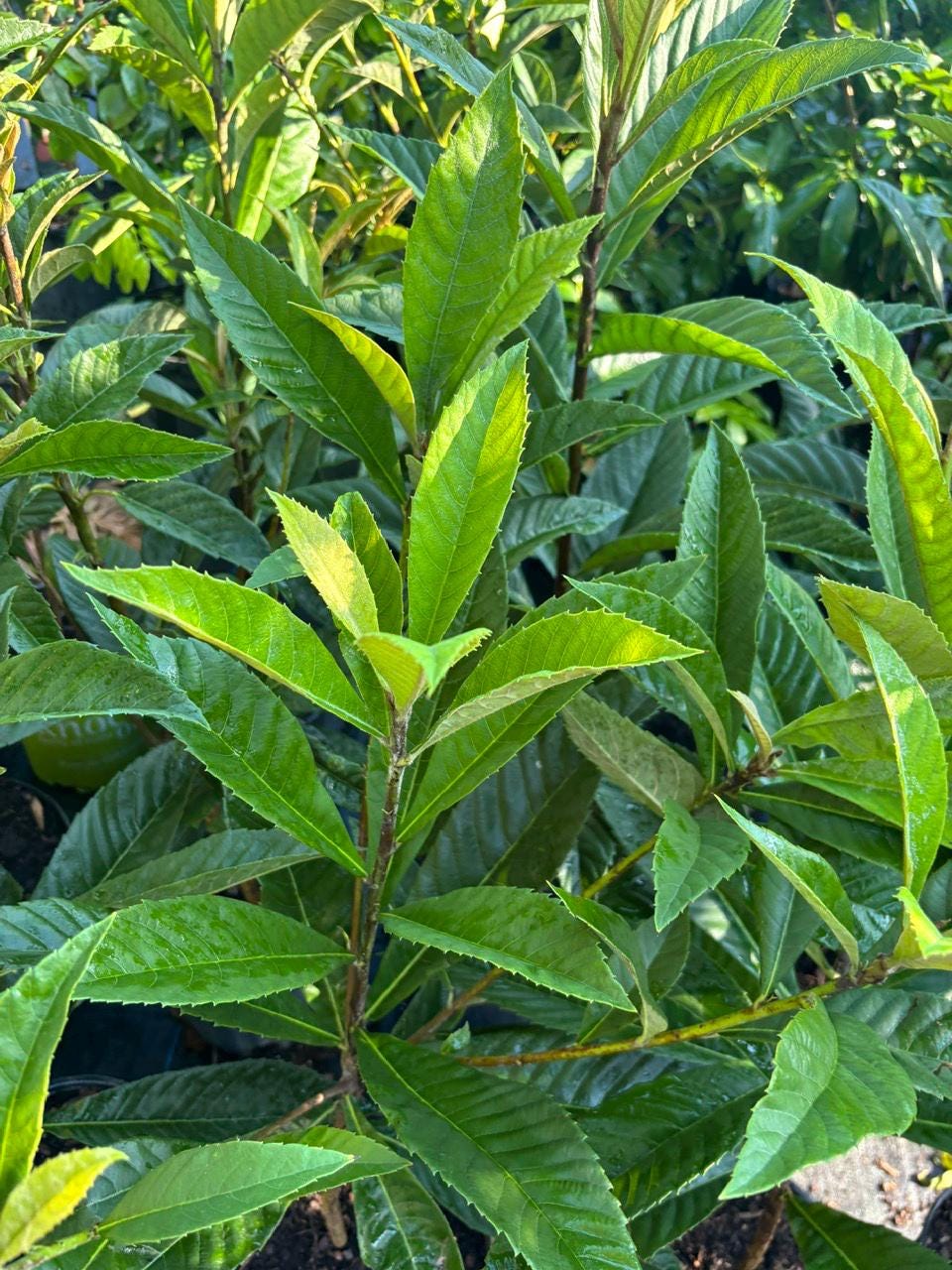 Loquat tree- 3gallon- 1-2 feet tall- live plant