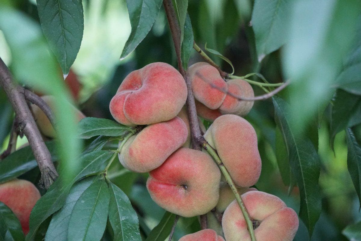 Donut Peach Tree: Live Plant, Easy Care - 5 Gallon Pot-2-3 feet tall