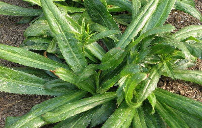 hạt giống ngò gai-Culantro Seeds-5g seeds only- Mexican Coriander Seeds- garden herbs