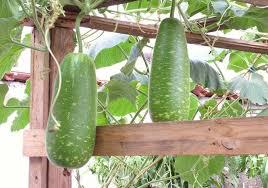 hạt giống Bầu sao trái ngắn lai f1-10 hạt-Short Star Bottle Gourd Seeds - 10 Seeds