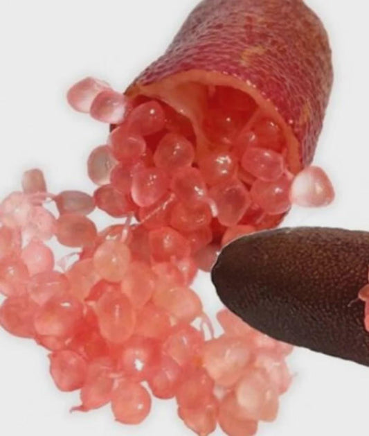 Red Finger Lime bush - 3 Gallon - 1-2 feet- Ready For Your Garden