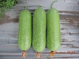 hạt giống Bí đao chanh lai f1- 0.2g- Hybrid Lemon Winter Melon seeds