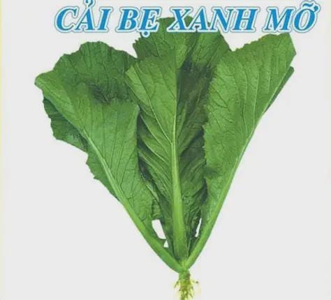 Hạt giống Cải bẹ xanh mỡ- 20g- Green Mustard seeds