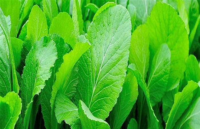 Hạt giống Cải bẹ xanh mỡ- 20g- Green Mustard seeds